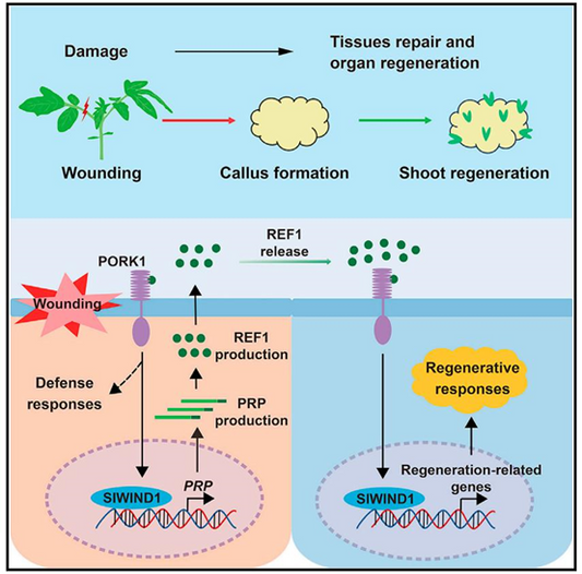 Rabbit Monoclonal Antibodies: Cutting-Edge Tools for Biomedical Research – Powered by ANT BIO PTE. LTD.