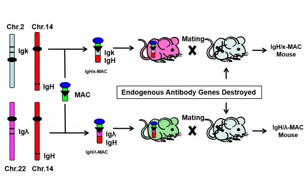 AntBio Helps You Understand Mouse Immunoglobulin Isotypes (Mouse Ig Isotype)
