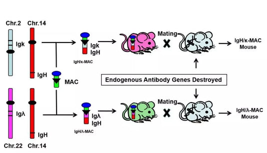 AntBio Helps You Understand Mouse Immunoglobulin Isotypes (Mouse Ig Isotype)