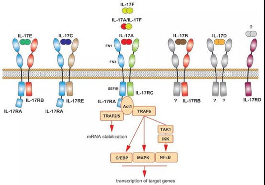 Unraveling the GRO-α-CXCR2 Pathway: Key Mechanisms of EMT in Chemotherapy-Induced Recurrent Bladder Cancer and ANT BIO PTE. LTD.’s Empowerment