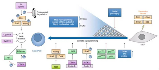 Molecular Characteristics, Functional Regulation and Biomedical Applications of Leukemia Inhibitory Factor protein (LIF)
