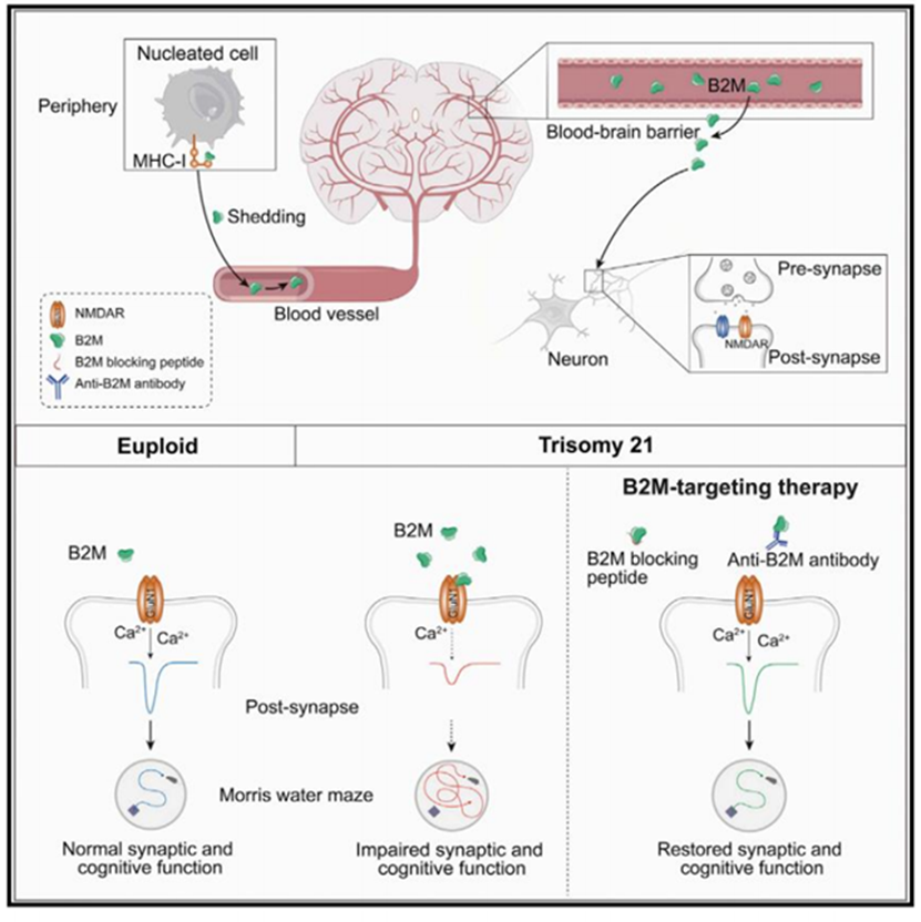 β2-Microglobulin (B2M): A Versatile Small Protein with Profound Implications in Immunity, Clinical Medicine, and Cognitive Research