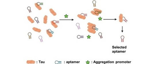 TAU Monoclonal Antibodies: A Breakthrough Strategy for Alzheimer's Disease Treatment