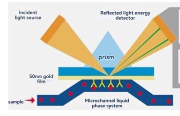 The Biacore System: Advanced Surface Plasmon Resonance (SPR) Technology for Quantitative Biomolecular Interaction Analysis
