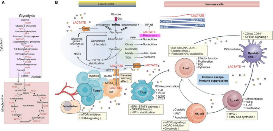 Lactylation Modification: A Breakthrough Tumor Target—Deciphering Mechanisms and Therapeutic Potential from Top-Tier Journal Findings