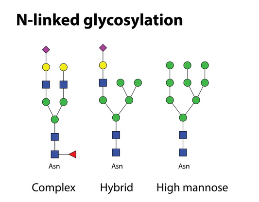 Exploring N-Glycosidases from Multiple Dimensions