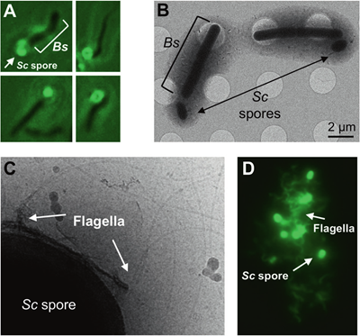 Endo H: Precision "Molecular Scissors" for Glycosylation Research and Multidisciplinary Innovations