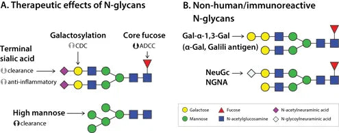 Analysis of N-glycans and Future Challenges