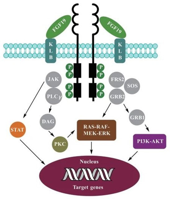 Fibroblast Growth Factor 19 (FGF19): From Metabolic Regulation to Cancer Therapeutic Target and ANT BIO PTE. LTD.'s Antibody Solutions