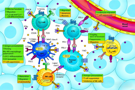 How does the IFN-γ ELISPOT kit analyze complex cellular responses in tumor immunotherapy?