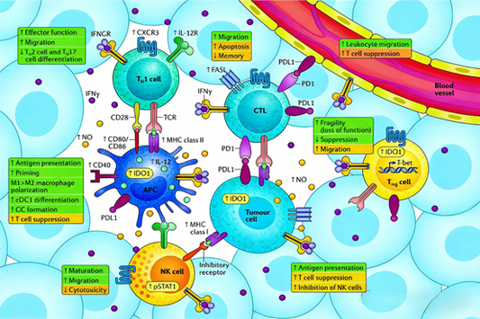 How does the IFN-γ ELISPOT kit analyze complex cellular responses in tumor immunotherapy?
