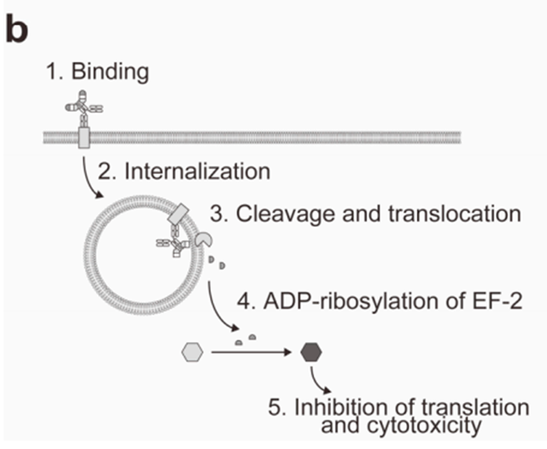 DT3C: A Powerful Tool for ADC Drug Development – Evaluating Antibody Internalization Efficiency