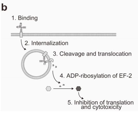DT3C: A Powerful Tool for ADC Drug Development – Evaluating Antibody Internalization Efficiency