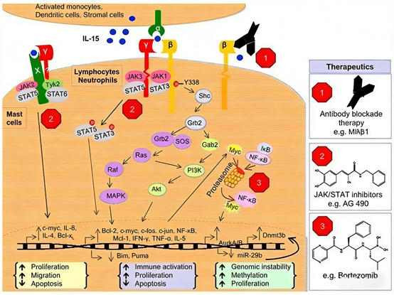 How does the IL-15 Surpass ELISA Kit contribute to antitumor immunotherapy and mechanism research?