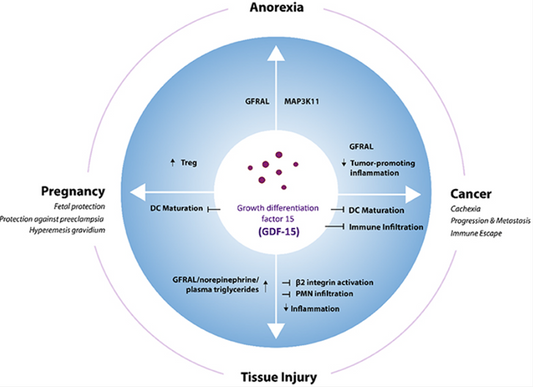 Growth Differentiation Factor-15 (GDF-15): A Versatile Biomarker and Therapeutic Target with ANT BIO PTE. LTD.'s Antibody Solutions