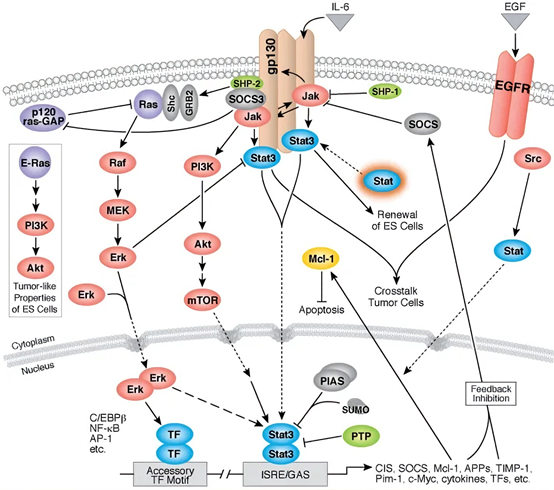 How is the IL-6 Surpass ELISA Kit used in inflammation and disease mechanism research?