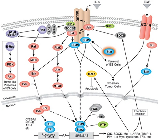 How is the IL-6 Surpass ELISA Kit used in inflammation and disease mechanism research?