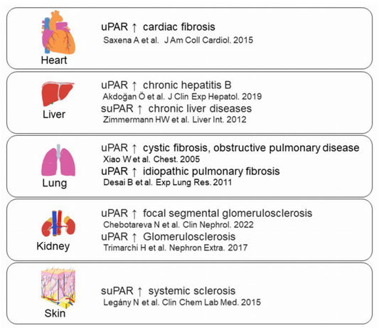 uPAR/CD87: A Multifunctional Regulator in Tumor Biology and Fibrosis with ANT BIO PTE. LTD.'s Protein Solutions
