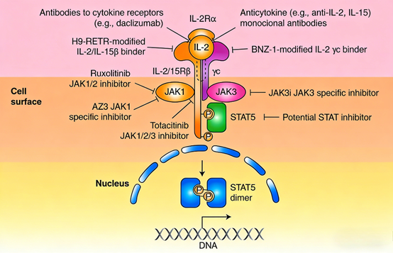 How does the IL-2 Surpass ELISA kit contribute to the mechanism research and efficacy evaluation of cytokine immunotherapy?