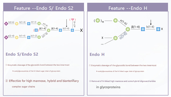 Glycosyl Conjugation Technology: Advancing ADC Development with ANT BIO PTE. LTD.'s Enzymatic Solutions