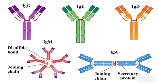 How does the Rat IgM Surpass ELISA Kit facilitate dynamic analysis of immune responses to viral infections?