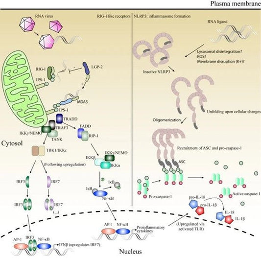 dsRNA: A Pivotal Biomarker of Viral Infection and Innate Immune Activation with ANT BIO PTE. LTD.'s Solutions