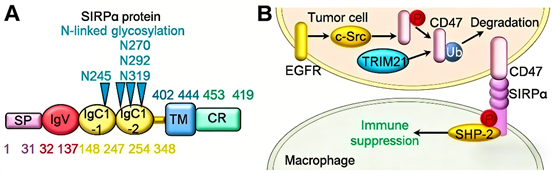 How does the mouse CD11a antibody help in elucidating the inhibition of macrophage function by the SIRPα-Cis-CD18 axis?