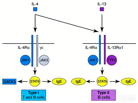 How does the IL-13 Surpass ELISA kit reveal its core role and therapeutic potential in diseases such as asthma?