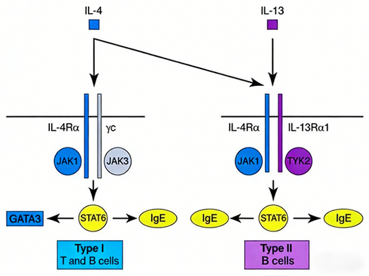 How does the IL-13 Surpass ELISA kit reveal its core role and therapeutic potential in diseases such as asthma?