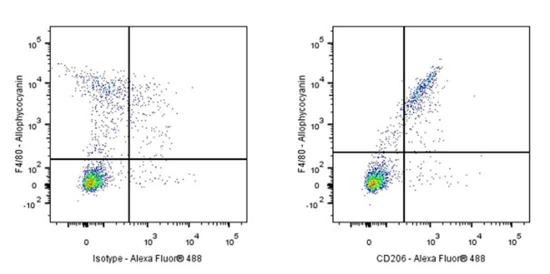 How does the mouse CD206 antibody reveal the role of macrophages in the occurrence of myopia?
