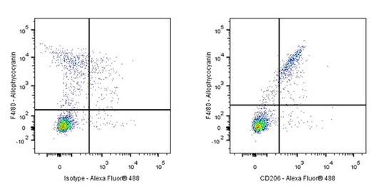 How does the mouse CD206 antibody reveal the role of macrophages in the occurrence of myopia?