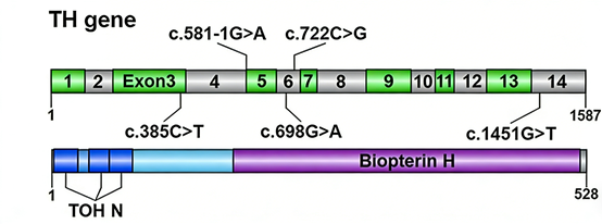 How can recombinant rabbit monoclonal antibodies against tyrosine hydroxylase contribute to the diagnosis and treatment research of tyrosine hydroxylase deficiency?