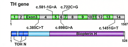 How can recombinant rabbit monoclonal antibodies against tyrosine hydroxylase contribute to the diagnosis and treatment research of tyrosine hydroxylase deficiency?