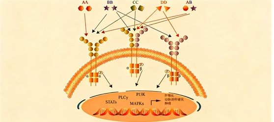 How does the recombinant rabbit monoclonal antibody PDGFR/APDGFRB advance fibrosis disease research?