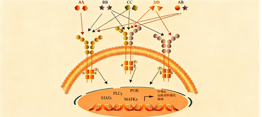 How does the recombinant rabbit monoclonal antibody PDGFR/APDGFRB advance fibrosis disease research?