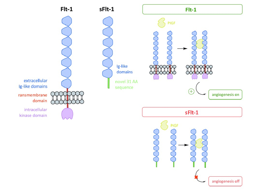sFlt-1: A Pivotal Biomarker for Pregnancy-Related Risk Prediction and ANT BIO PTE. LTD.'s Antibody Solutions