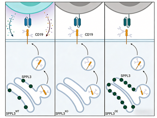 How to analyze the resistance mechanism in CAR-T therapy using rat anti-mouse CD19 antibody?