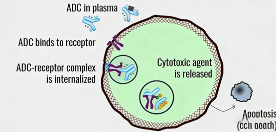 What key role does rat anti-mouse CD205 antibody play in ADC drug development?