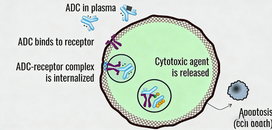 What key role does rat anti-mouse CD205 antibody play in ADC drug development?