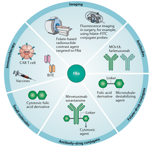 Folate Receptor α (FRα): A Prime Target for Cancer Therapy and ANT BIO PTE. LTD.'s Antibody Solutions