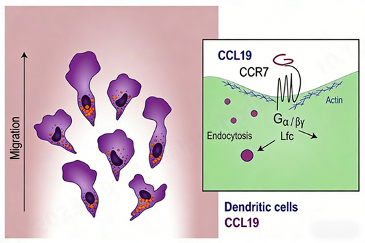 ANT Bio Solution - Flow cytometry