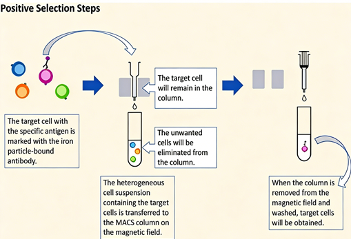 How to achieve efficient cell sorting using magnetic beads? – AntBio