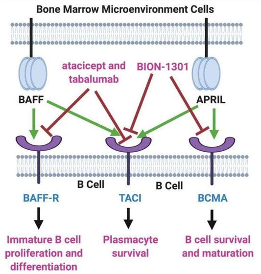 BCMA: A Premier Therapeutic Target for Multiple Myeloma – Empowered by ANT BIO PTE. LTD.