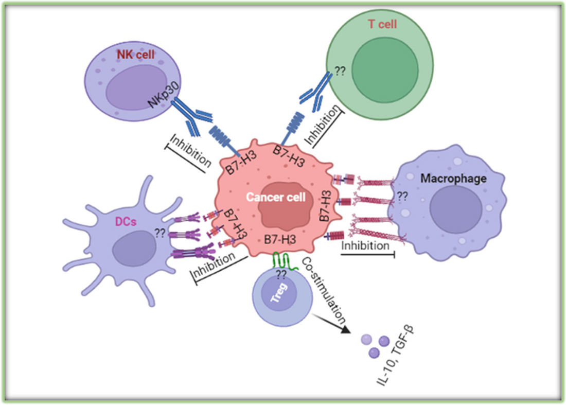 B7-H3 (CD276): An Emerging Cornerstone Target in Cancer Immunotherapy – Supported by ANT BIO PTE. LTD.