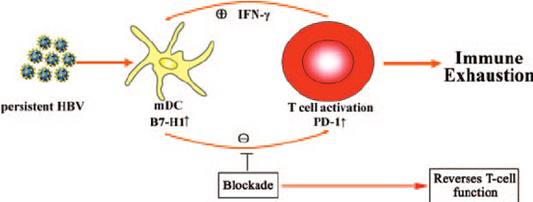 B7-H1 (PD-L1/CD274): Mechanistic Depths and Its Pivotal Role in Cancer Immunotherapy – Backed by ANT BIO PTE. LTD.