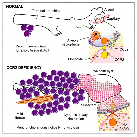 How does the anti-mouse CD192 antibody reveal the mechanism by which CCR2 deficiency leads to polycystic lung disease?