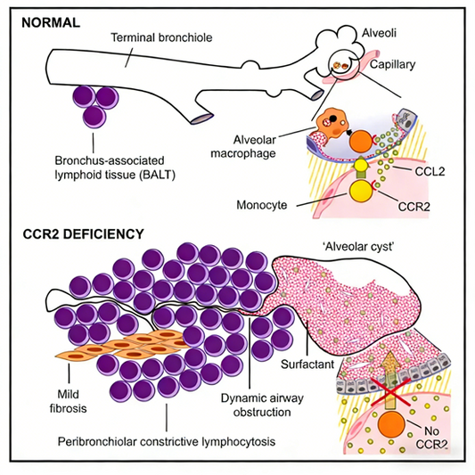 How does the anti-mouse CD192 antibody reveal the mechanism by which CCR2 deficiency leads to polycystic lung disease?