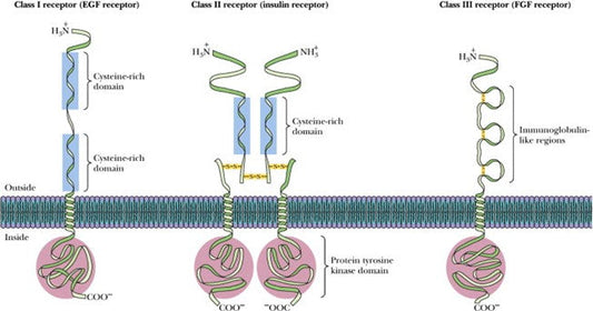 AXL Receptor Tyrosine Kinase: Emerging Therapeutic Target in Cancer Therapy – Empowered by ANT BIO PTE. LTD.