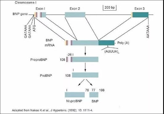 Brain Natriuretic Peptide (BNP): A Comprehensive Overview of Biology and Clinical Significance – Backed by ANT BIO PTE. LTD.