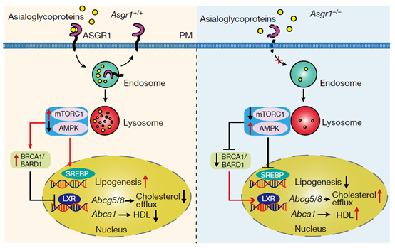 ASGR1: A Novel Therapeutic Target for Hypercholesterolemia—Research Breakthroughs and ANT BIO PTE. LTD.’s Product Support